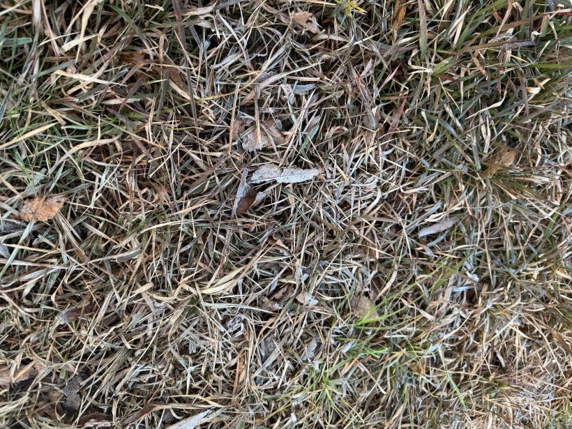 芝に霜が降りている